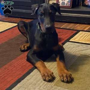 Harper, Doberman Pinscher Puppy